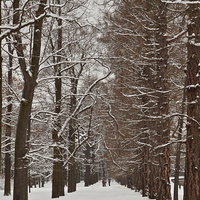Аллея в Екатерининском парке