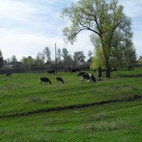 Первый день пастьбы коров