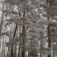 Александровский парк