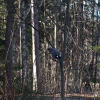 Павловский парк
