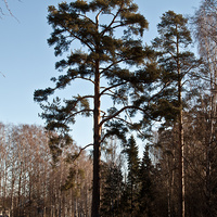 Павловский парк