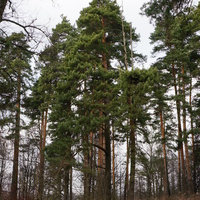 Территория бывшей усадьбы Троицкое на Обитце