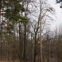 Территория бывшей усадьбы Троицкое на Обитце