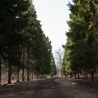 Еловая аллея