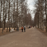 Березовая аллея