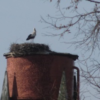 Гнездо аиста на водонапорной башне