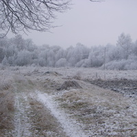 "Снег выпал только в январе" (декабрь 2008г.)