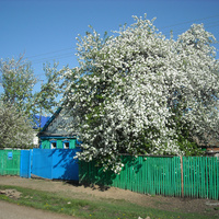 Улица 50-лет Октября. Яблони в цвету.