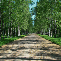 Аллея березовая