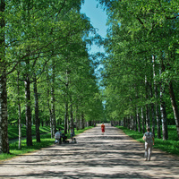 Березовая аллея