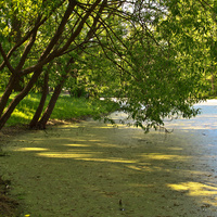 Кухонный пруд