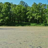 Кухонный пруд