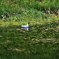 Канал в парке