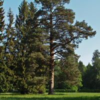 Павловский парк