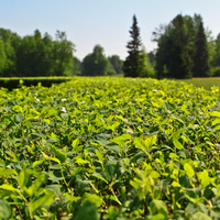 Павловский парк