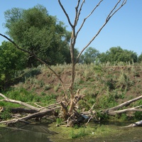река Сок (засушливый июнь)