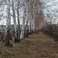 Лесозащитная полоса в Алтаево