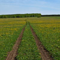 Дорога в поле