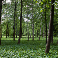Александровский парк