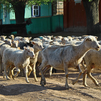 Алтаевское стадо овец