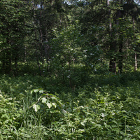 Александровский парк