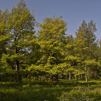 Александровский парк