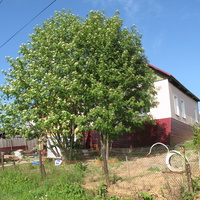 Выльгорт 2014 - ул. Полевая