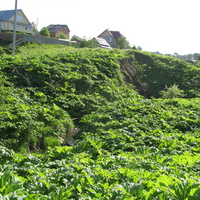 Выльгорт 2014