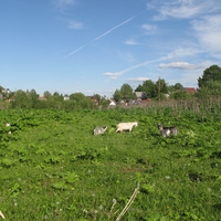 Выльгорт 2014