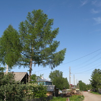 Выльгорт 2014