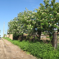 Выльгорт 2014