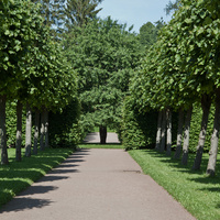 Аллея в парке