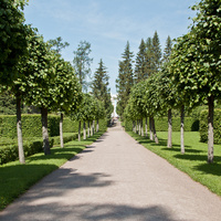 Аллея в парке