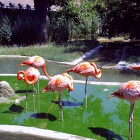 Дворец шенбрунн зоопарк фламинго