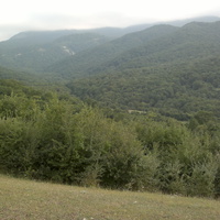 Zeyva forest