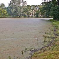 Кухонный пруд