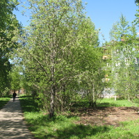 Сыктывкар 2014 - ул. Оплеснина