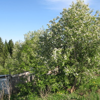 Сыктывкар 2014 -  ул. Тентюковская