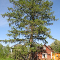 Сыктывкар 2014 -  ул. Нагорная