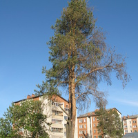 Сыктывкар 2014