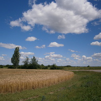 Золотое пшеничное поле, с. Благодатное.