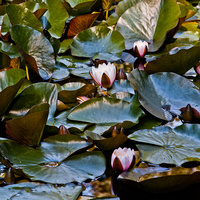 Озеро с лотосами в Ботаническом саду