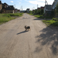 Выльгорт 2014  - ул. Юбилейная