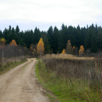Катынский лес около дер. Ладыжицы