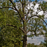 Павловский парк