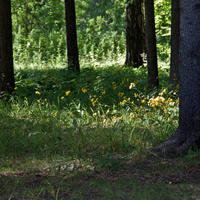 Павловский парк