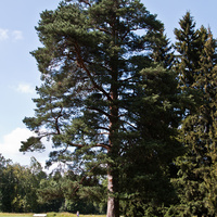 Павловский парк