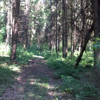 Катынский лес
