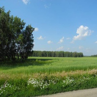 Пшеничное поле с.Сухорабовки.
