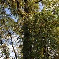 Столетние деревья у входа в Храм Михаила-Архенгела